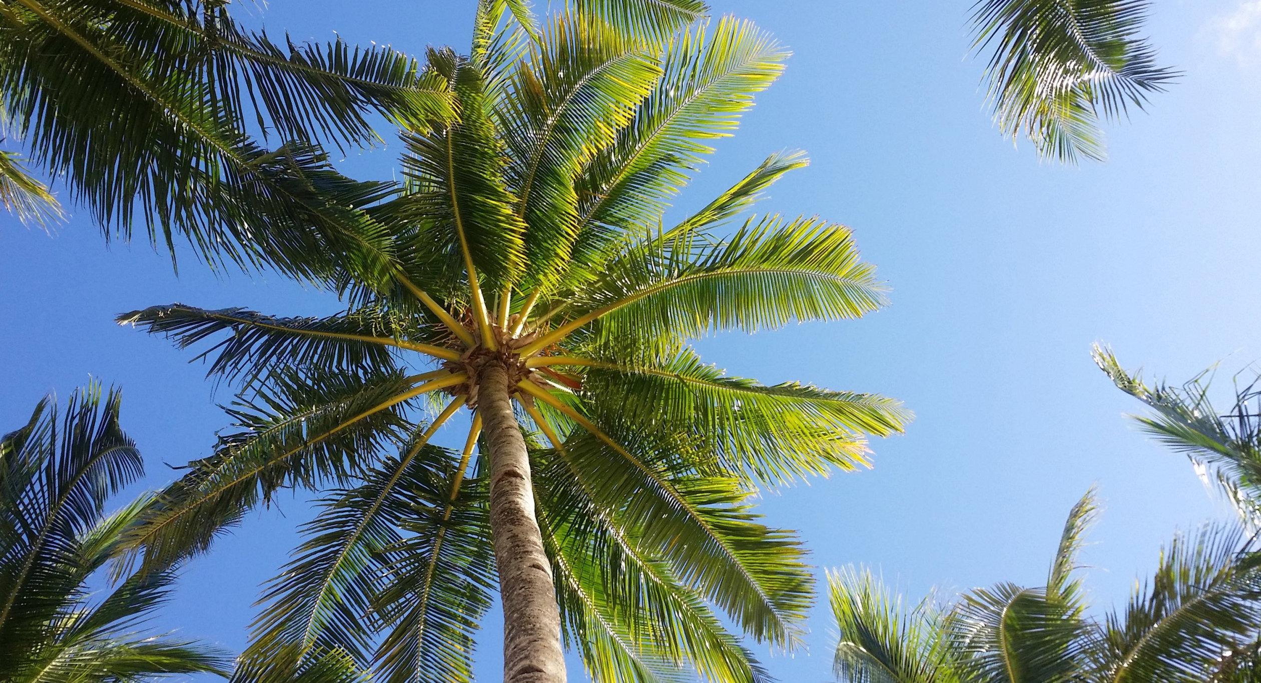 Group of palm trees against a blue sky.